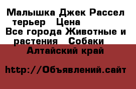 Малышка Джек Рассел терьер › Цена ­ 40 000 - Все города Животные и растения » Собаки   . Алтайский край